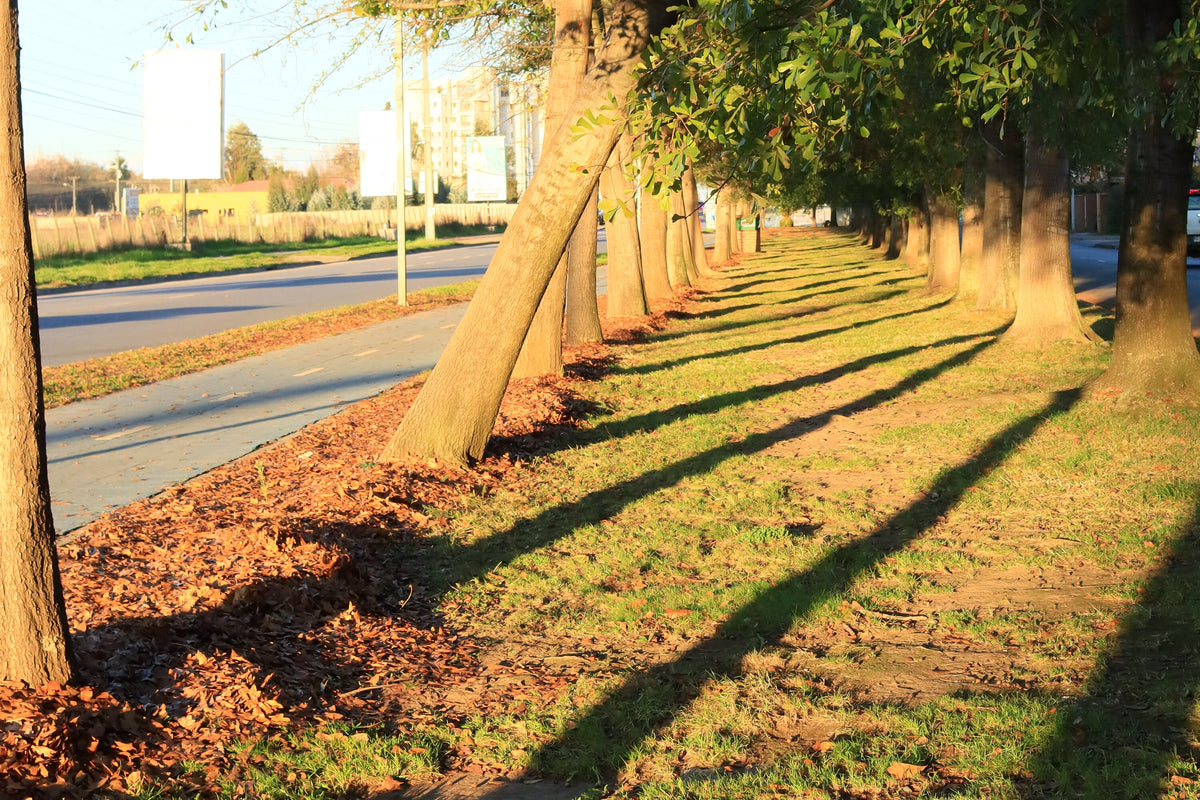 Alameda de árboles al atardecer con sombras largas